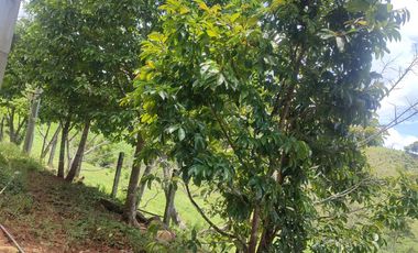 VENDO  FINCA GANADERA EN ANORÍ ANTIOQUIA.