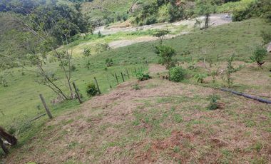 VENDO  FINCA GANADERA EN ANORÍ ANTIOQUIA.
