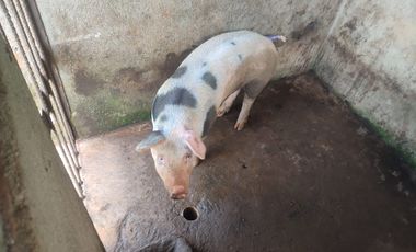 VENDO  FINCA GANADERA EN ANORÍ ANTIOQUIA.