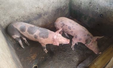 VENDO  FINCA GANADERA EN ANORÍ ANTIOQUIA.