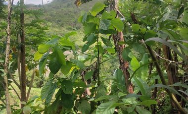 VENDO  FINCA GANADERA EN ANORÍ ANTIOQUIA.