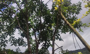 VENDO  FINCA GANADERA EN ANORÍ ANTIOQUIA.