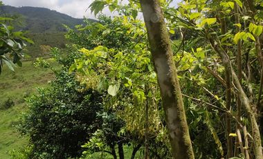 VENDO  FINCA GANADERA EN ANORÍ ANTIOQUIA.