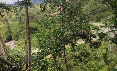 VENDO  FINCA GANADERA EN ANORÍ ANTIOQUIA.