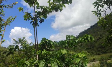 VENDO  FINCA GANADERA EN ANORÍ ANTIOQUIA.