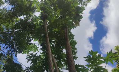 VENDO  FINCA GANADERA EN ANORÍ ANTIOQUIA.