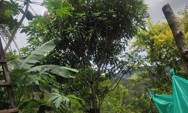 VENDO  FINCA GANADERA EN ANORÍ ANTIOQUIA.