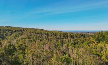Parcelas en venta en Los Muermos, Proyecto Bosques De Rio Blanco - Región de Los Lagos