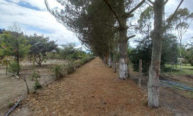 TERRENOS EN VENTA, SECTOR MALCHINGUI, TABACUNDO, $30.000, 980M2