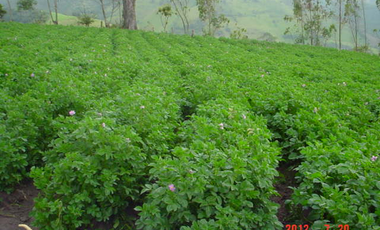 VENDO HERMOSA HACIENDA 75 HECTAREAS  UBICADA EN OTAVALO