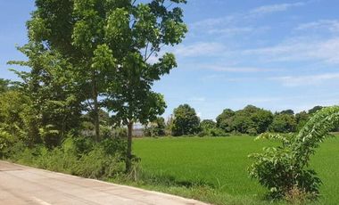 FOR SALE Riceland Agricultural Lot in Bulacan