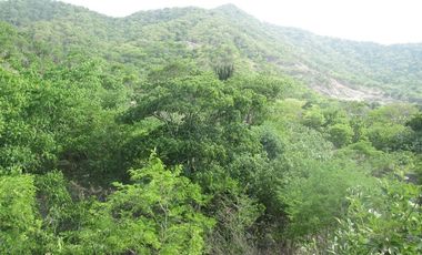 TERRENO DE 5 HTS EN SANTA MARTA SECTOR BURECHE.