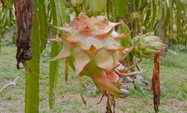 🏡 For Sale: Prime Agricultural Land with Mature Dragon Fruit Plantation and Rice Farmland on Sibuyan Island, Philippines 🌿