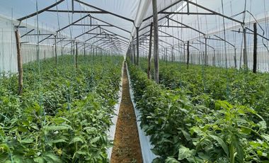 ATENCIÓN: Vendo FINCA de cultivo de TOMATES en SILVANIA