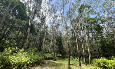 Peaceful 16 rai of rubber plantation land for rent in Takua Thung Phangnga.