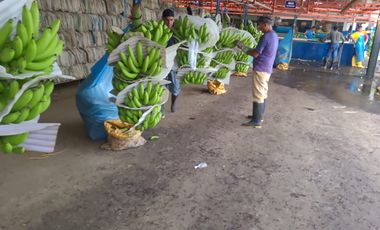 Bananera de Venta en Ventanas