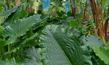 Bananera de Venta en Ventanas