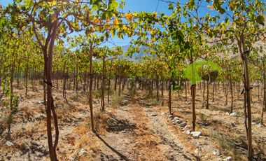 Terreno de 3.9 ha., en Paihuano, con electricidad, agua potable y de riego. Valle del Elqui. $230 millones
