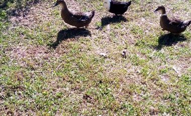 FINCA ASEQUIBLE PLANA E INCLINADA EN EL PEÑOL ANTIOQUIA COLOMBIA.