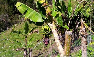 FINCA ASEQUIBLE PLANA E INCLINADA EN EL PEÑOL ANTIOQUIA COLOMBIA.