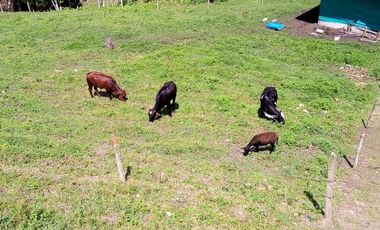 FINCA ASEQUIBLE PLANA E INCLINADA EN EL PEÑOL ANTIOQUIA COLOMBIA.