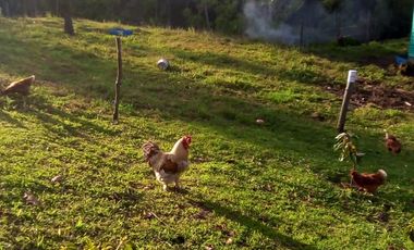 FINCA ASEQUIBLE PLANA E INCLINADA EN EL PEÑOL ANTIOQUIA COLOMBIA.