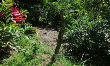 VENTA DE FINCA CARMEN DE APICALA - TOLIMA