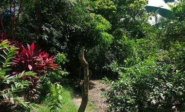 VENTA DE FINCA CARMEN DE APICALA - TOLIMA