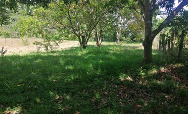 VENTA DE FINCA CARMEN DE APICALA - TOLIMA