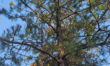 VENTA DE CABAÑA EN MINERAL DEL CHICO MUY CERCA DEL PUEBLO EN OBRA NEGRA