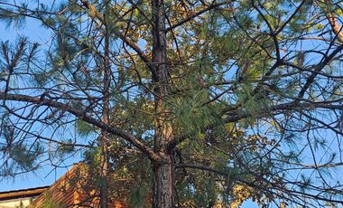 VENTA DE CABAÑA EN MINERAL DEL CHICO MUY CERCA DEL PUEBLO EN OBRA NEGRA