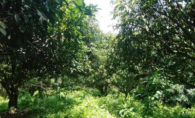 For Sale 1.2 Hectares Lot with 80 Mango Trees in Danao City