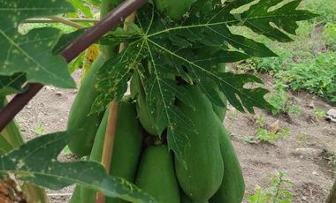 LOTES DE VENTA EN SANTA ISABEL SECTOR SULUPALI
