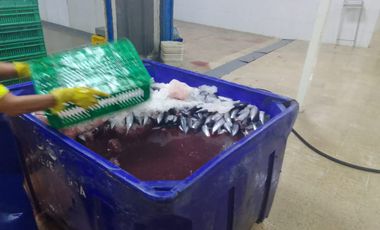 Empacadora de venta en Chanduy