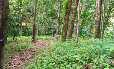 8 rai of stunning hillside rubber plantation land for sale in Lo Yung, Phangnga.