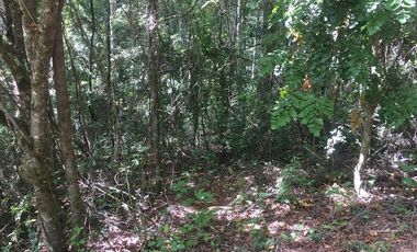 Hermosas parcelas en maravilloso condominio ecologico a 11 km de Villarrica hacia Relun