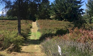 Hermosas parcelas en maravilloso condominio ecologico a 11 km de Villarrica hacia Relun