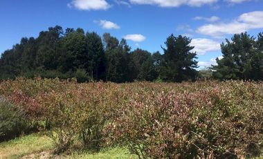 Hermosas parcelas en maravilloso condominio ecologico a 11 km de Villarrica hacia Relun