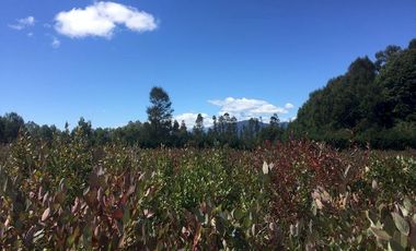 Hermosas parcelas en maravilloso condominio ecologico a 11 km de Villarrica hacia Relun