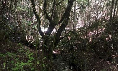 Hermosas parcelas en maravilloso condominio ecologico a 11 km de Villarrica hacia Relun