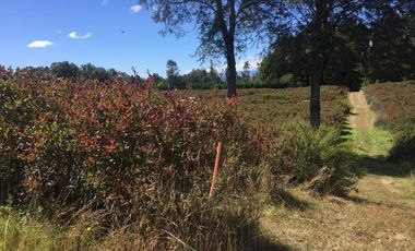 Hermosas parcelas en maravilloso condominio ecologico a 11 km de Villarrica hacia Relun