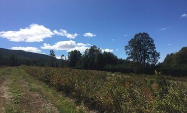 Hermosas parcelas en maravilloso condominio ecologico a 11 km de Villarrica hacia Relun