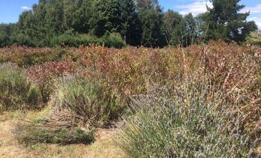 Hermosas parcelas en maravilloso condominio ecologico a 11 km de Villarrica hacia Relun