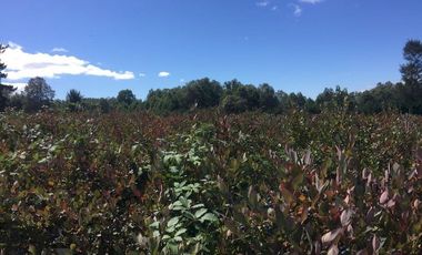 Hermosas parcelas en maravilloso condominio ecologico a 11 km de Villarrica hacia Relun
