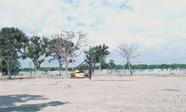 Terreno alquilo en Machala