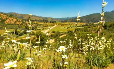 Parcelas de 5.000 m² en Lo Orozco, Camino a Quilpué, Villa Alemana, Curauma y Casablanca. Bono de Dcto $2.000.000