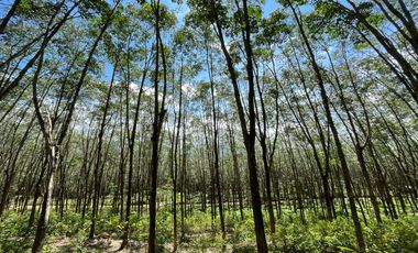 18 Rai of rubber plantation with mountain and Phangnga bay views for sale in Tha yu, phangnga