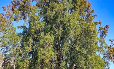 🏠SE VENDE  PARCELA CON CASA EN LA AURORA🏠