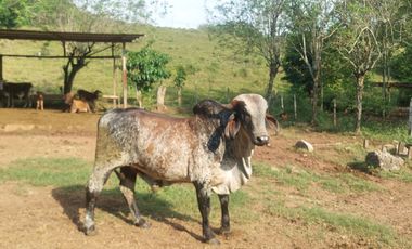 VENDO FINCA GANADERA 34.7 HA EN TARAPOTO - PERU