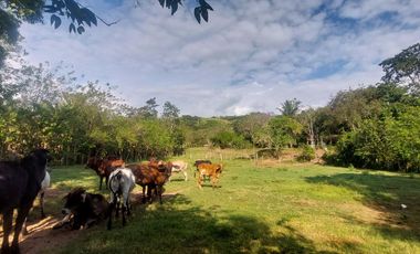 VENDO FINCA GANADERA 34.7 HA EN TARAPOTO - PERU